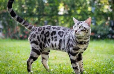 bengal cat in singapore