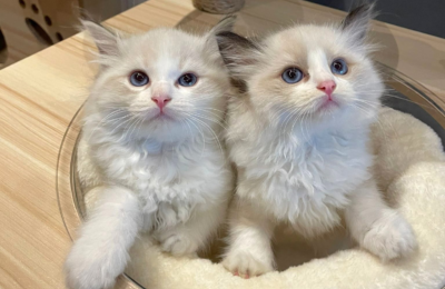Ragdoll Genetique Cats