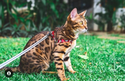 bengal cat on the grass