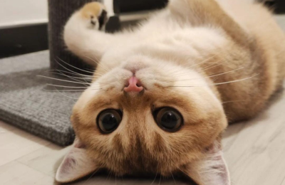 British shorthair laying