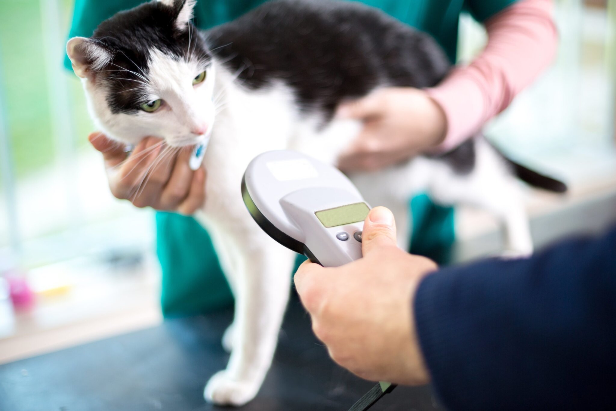 Introducing Genetique Cats’ New Microchip Checker: Ensuring the Origin ...